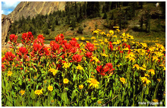 Indian Paintbrush and Balsam root by Halle Flygare 