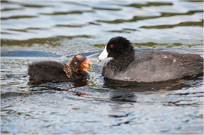 American coot and young by Heather Simonds ©
