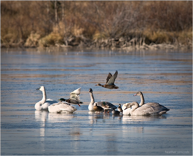 Birds on frozen pond by Heather Simonds ©