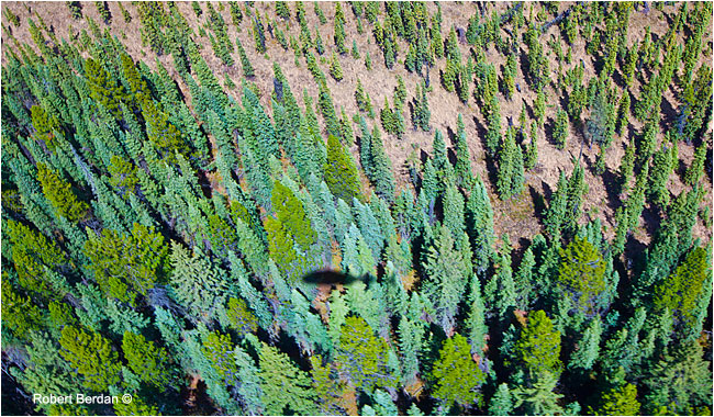 Helicopter shadow over forest by Robert Berdan ©