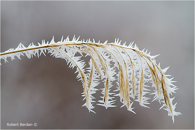 Hoar frost on grass by Robert Berdan ©
