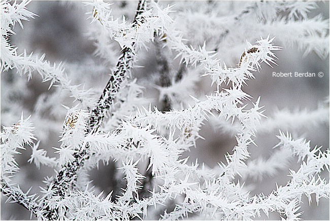 Hoar Frost Photography The Canadian Nature Photorapher Hoar Frost Photography The Canadian Nature Photorapher