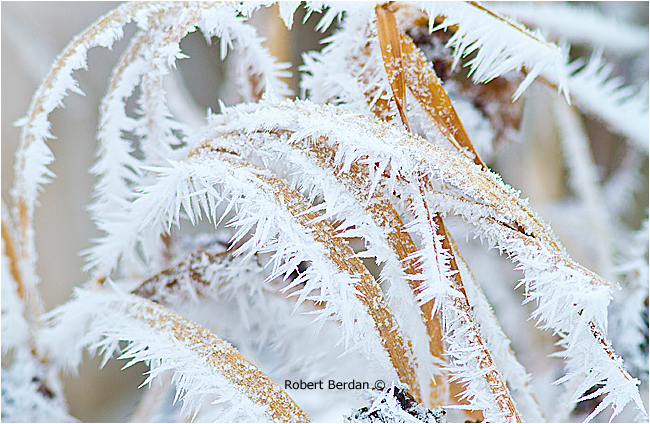 Hoar Frost Photography The Canadian Nature Photorapher Hoar Frost Photography The Canadian Nature Photorapher