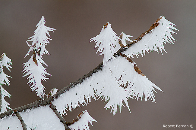 Hoar fr ost crystals resembling pine needles 