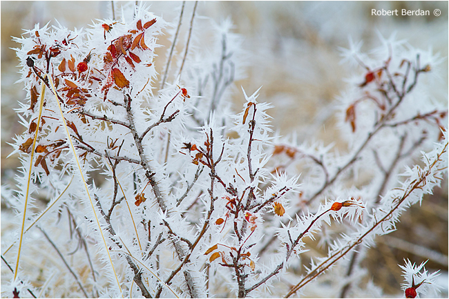 Leaves and shrub covered in Hoar frost by Robert Berdan ©