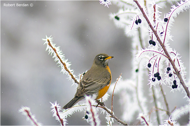 Robin on branches covered in hoar frost by Robert Berdan ©