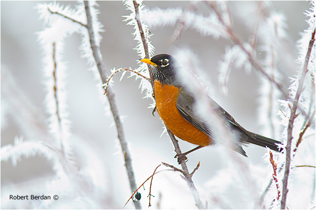 Robin in branches covered in hoar frost. 