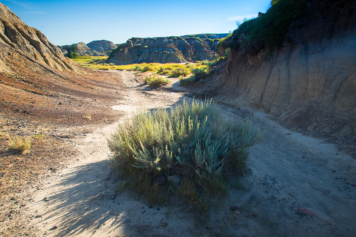 Sagebrush (Artemisia tridentata) by Robert Berdan ©