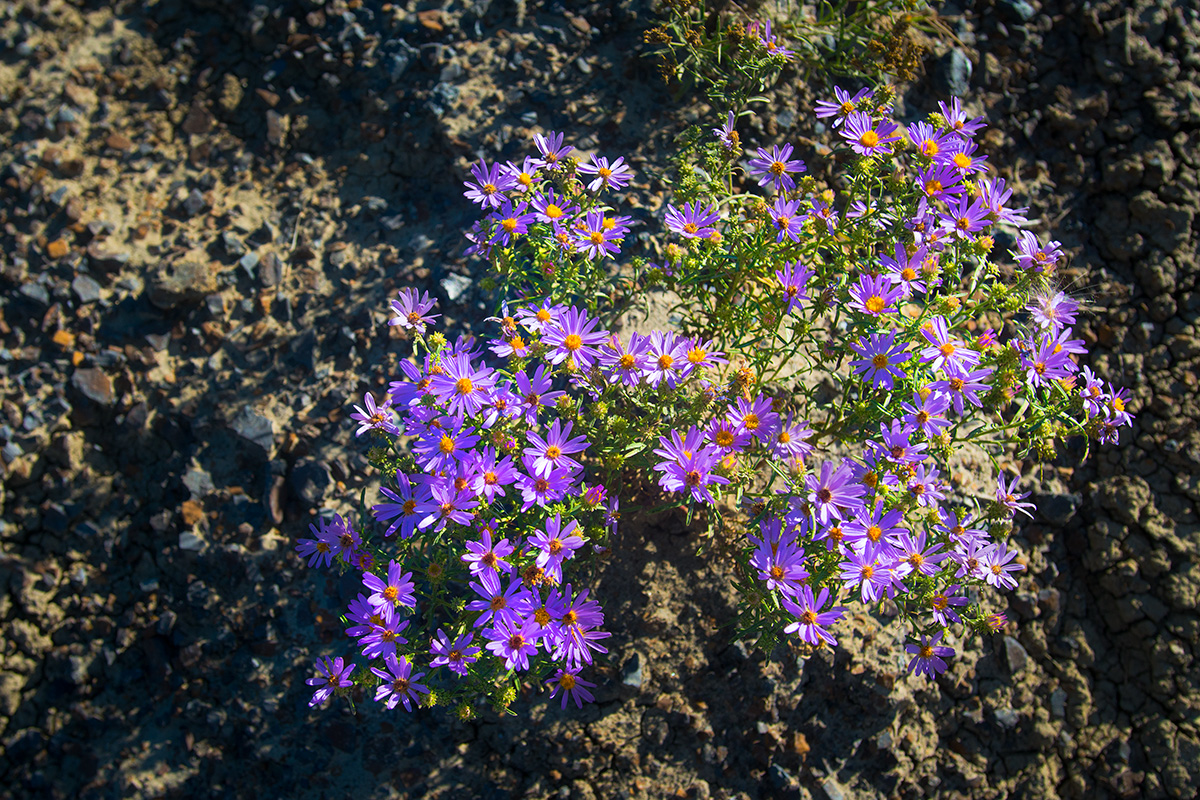 Smooth Blue American-Aster (Symphytrichum laeve) by Robert Berdan ©