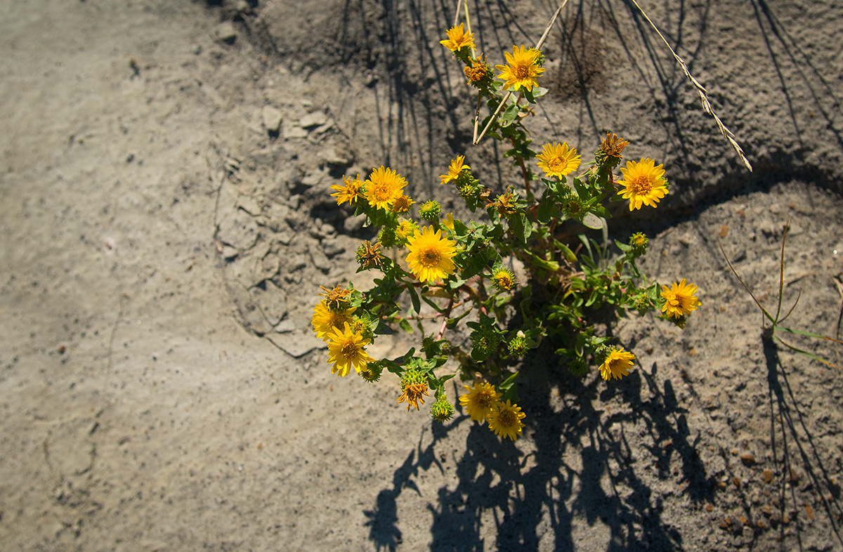 Hairy False Golden-Aster (Heterotheca villosa) by Robert Berdan ©