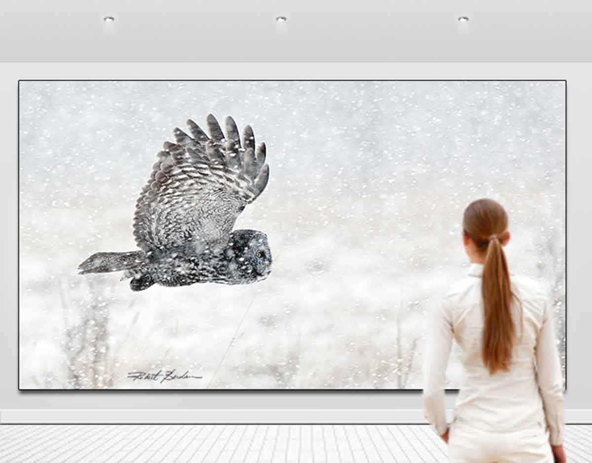 large owl photo in gallery by Robert Berdan