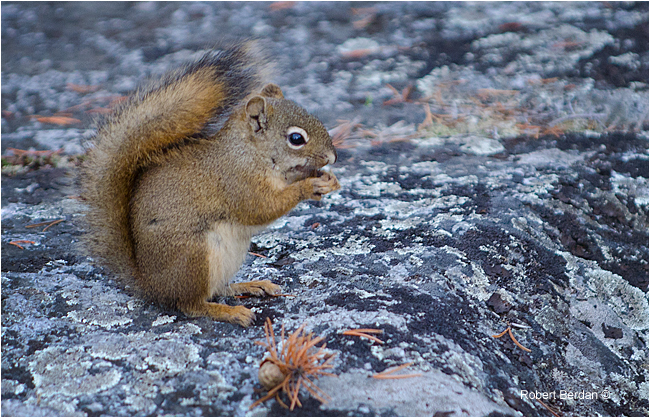 Red Squirrel at Prelude Territorial Park, NWT by Robert Berdan ©