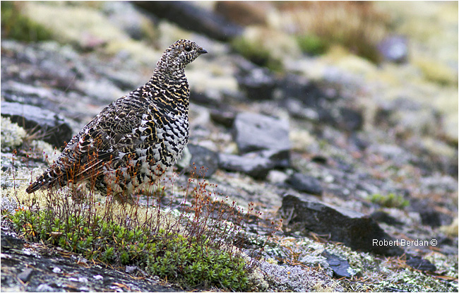 Spruce grouse photographed along the Ingraham trail, NWT by Robert Berdan 