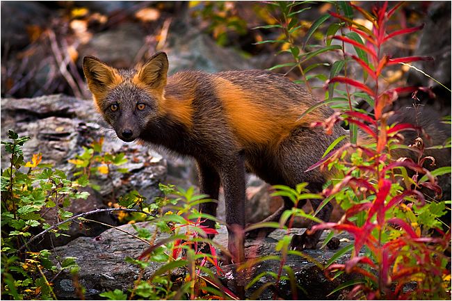 Cross fox by Robert Berdan ©