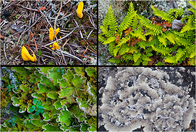 Earth tongue lichen, Friendly fern, dog tongue lichen and sunburst lichen by  Robert Berdan ©