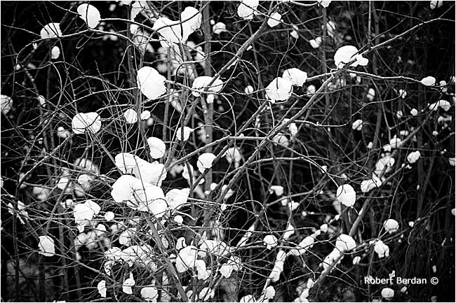 Snow ball on tree branches black and white photograph by Robert Berdan 