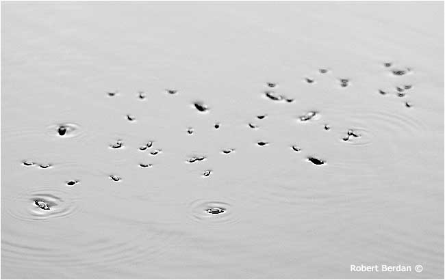 Whirlygig beetles on pond surface in black and white by Robert Berdan ©