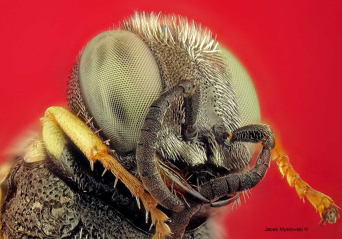 A small fly - epi illumination 100X  by Jacek Myslowski