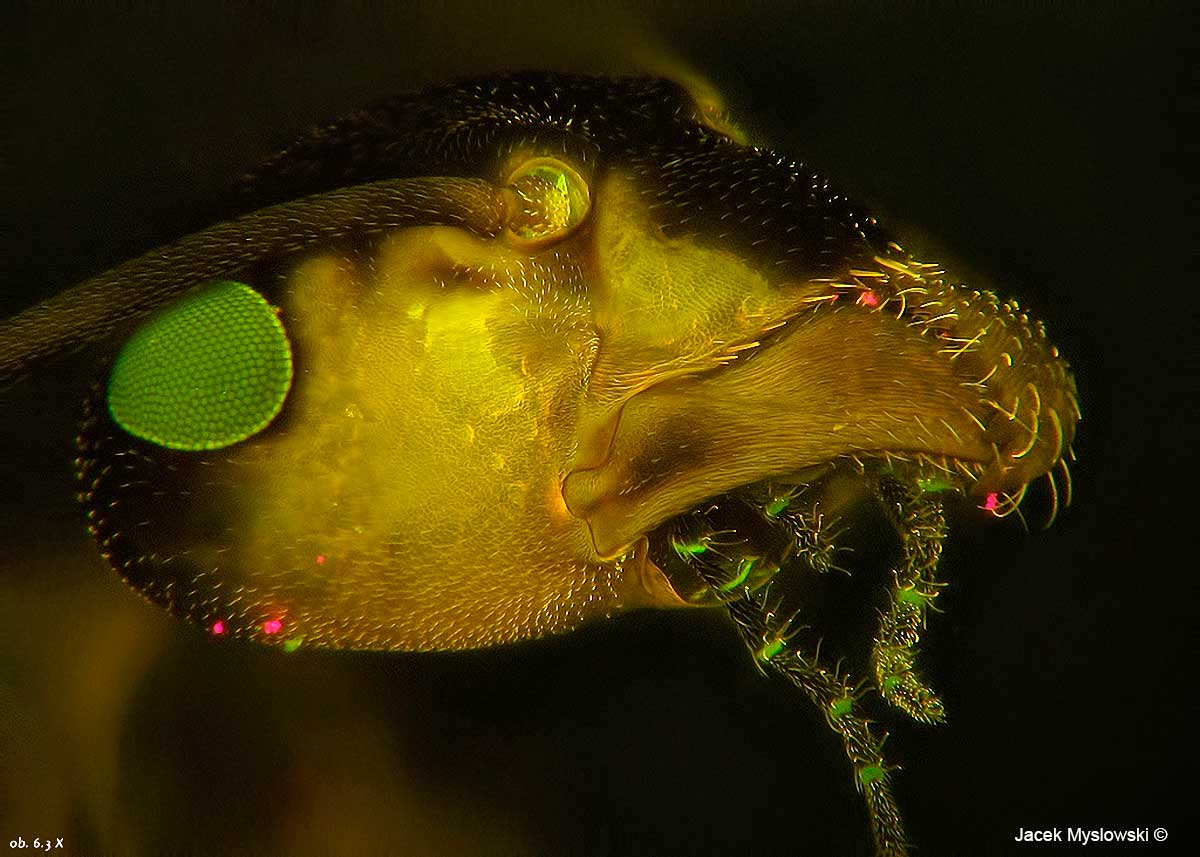Ant Head Flourescence illumintion 63X by Jacek Myslowski ©