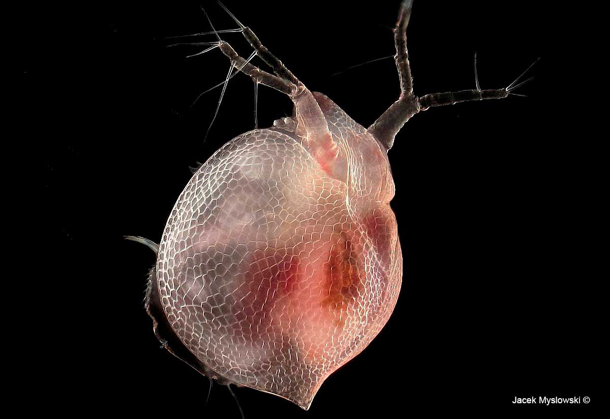 Ceriodaphnia EPL 100X  by Jacek Myslowski ©