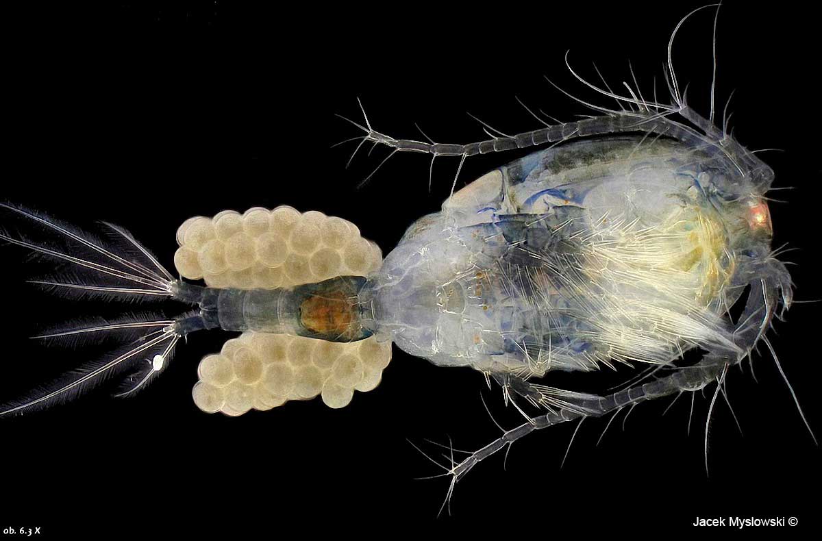 Copepod epi-illumination 63X by Jacek Myslowski ©