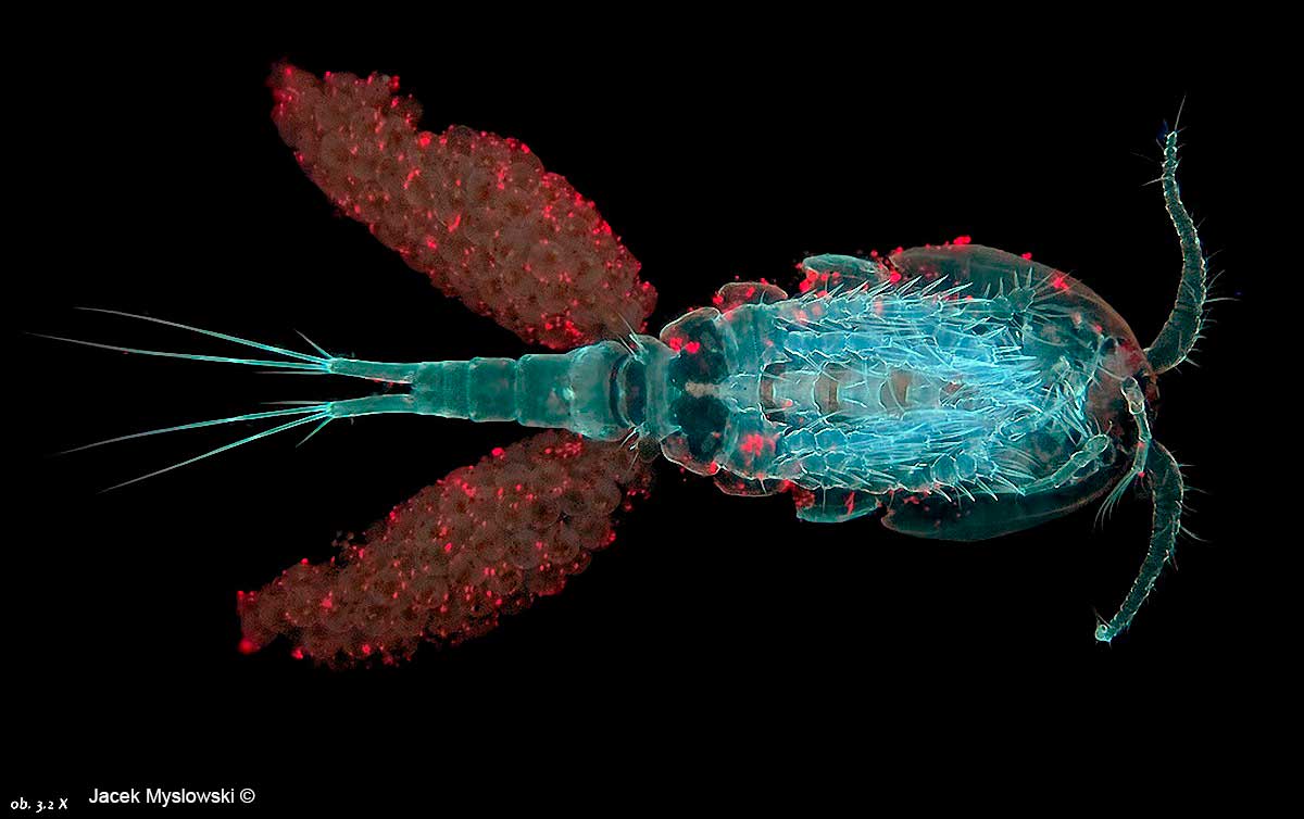 Freshwater Copepod 63X Flourescence microscopy by Jacek Myslowski ©