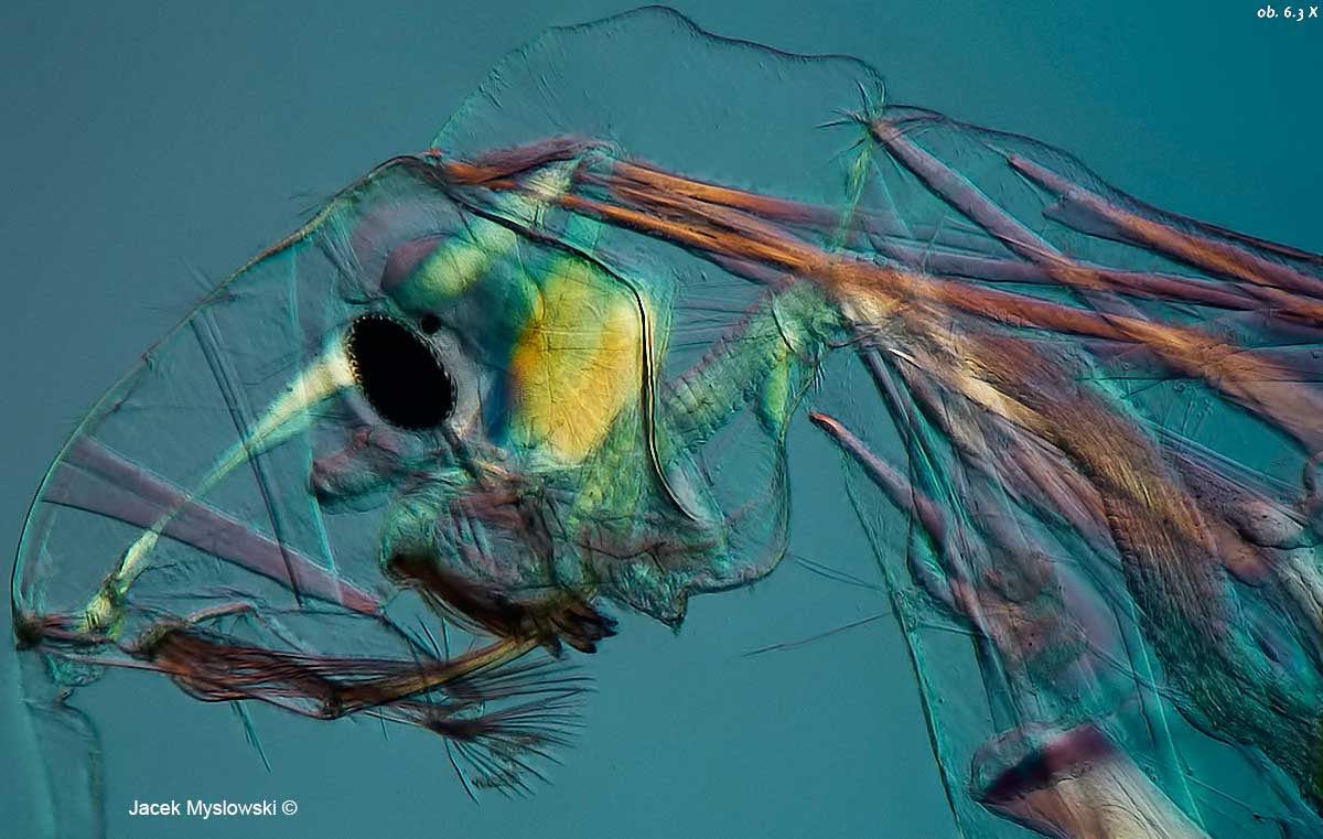 Larvae of Chaoborus also called a glass worm - Polarizing microscopy 63X by Jacek Myslowski ©