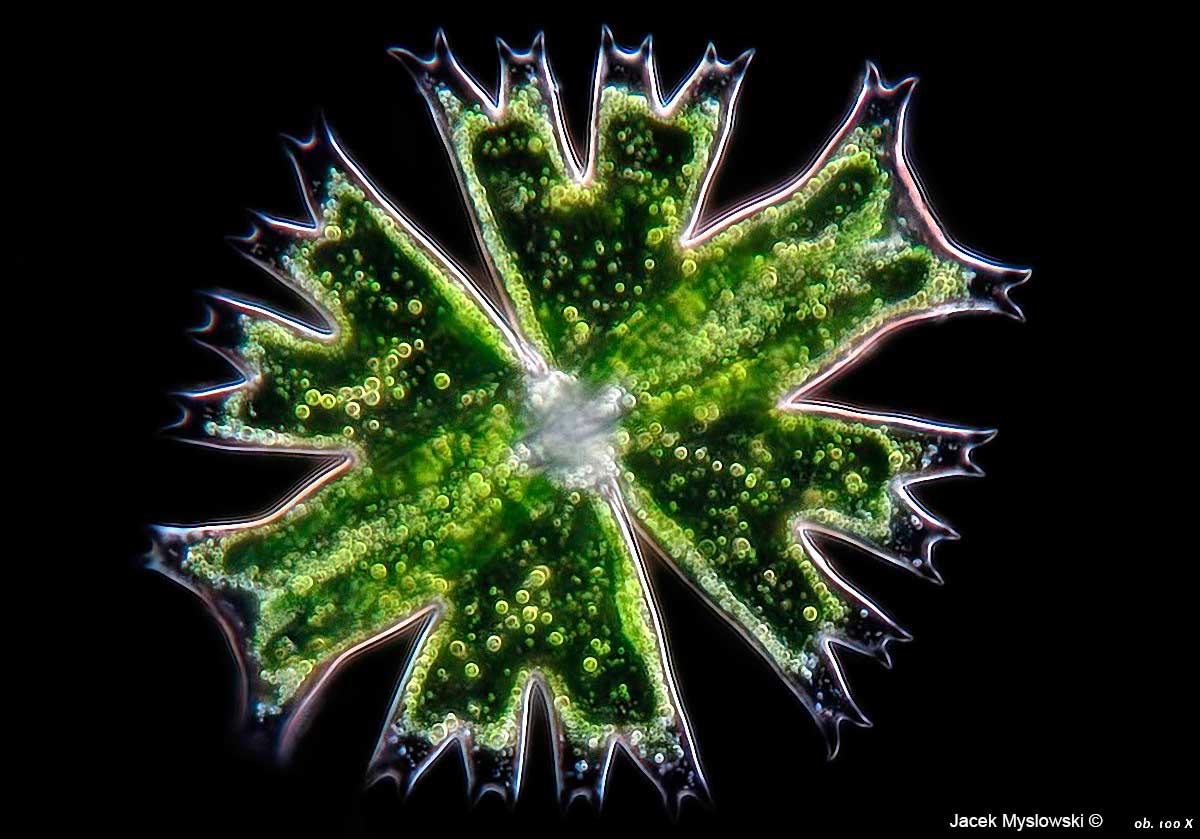 Desmid - unicellar algae. Micrasterias crux melitensis by Jacek Myslowski ©