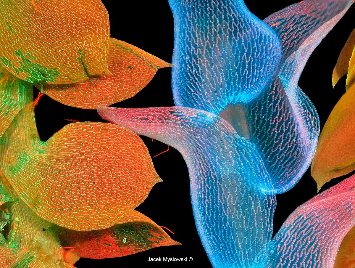 Moss by Flourescence microscopy 100X by Jacek Myslowski ©