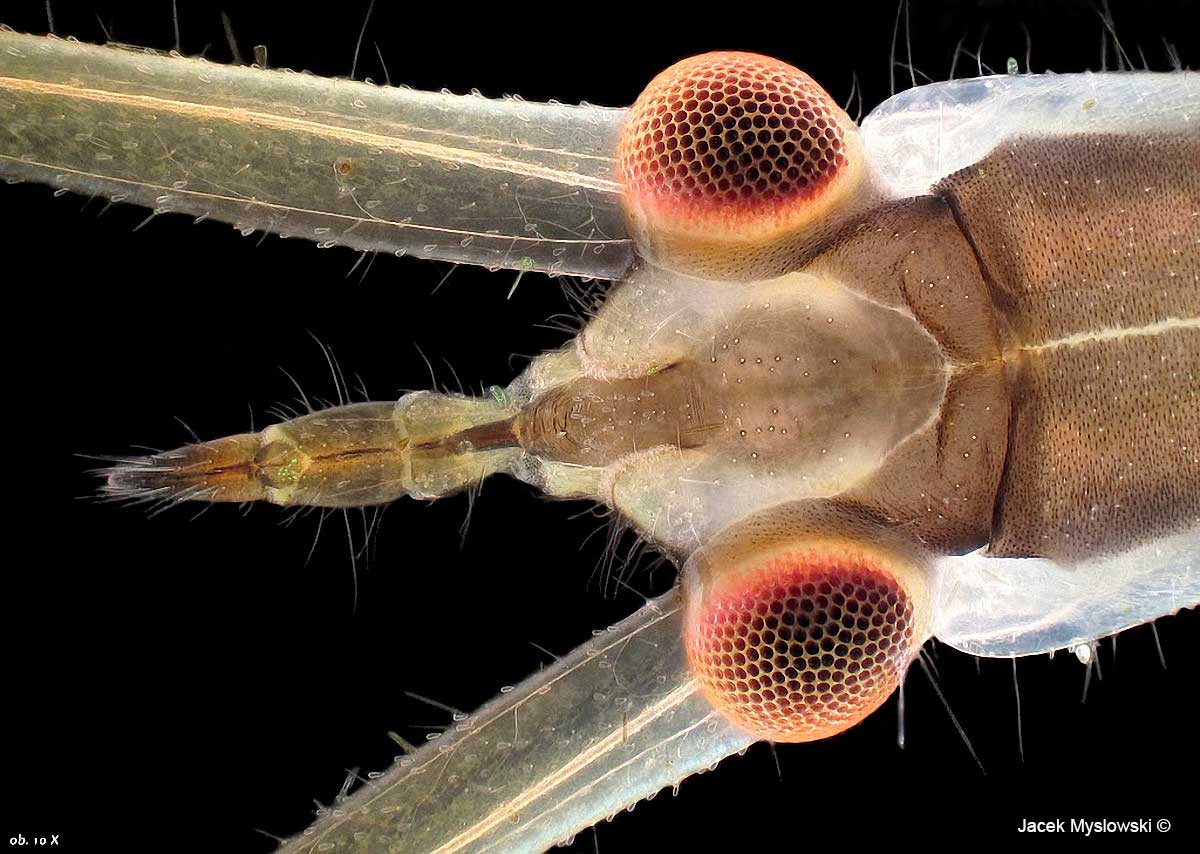 Ranatra linearis, Epi-illumination, 100X by Jacek Myslowski ©