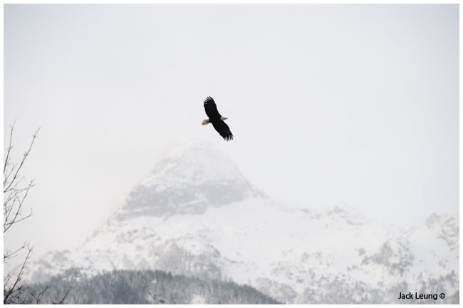 Eagle in flight, Jack Leung ©