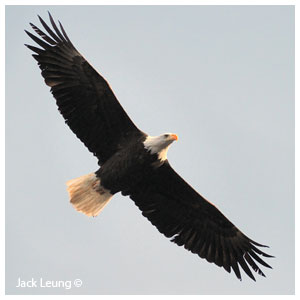 Bald eagle wings spread, Jack Lueng ©