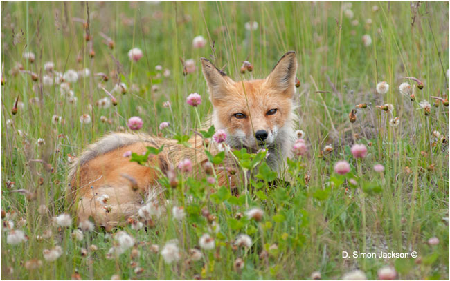 Red Fox by D. Simon Jackson ©