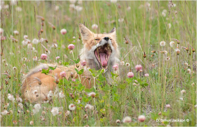 Red Fox by D. Simon Jackson ©