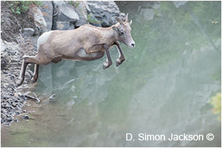 Bighorn sheep jumping over water by D. Simon Jackson ©