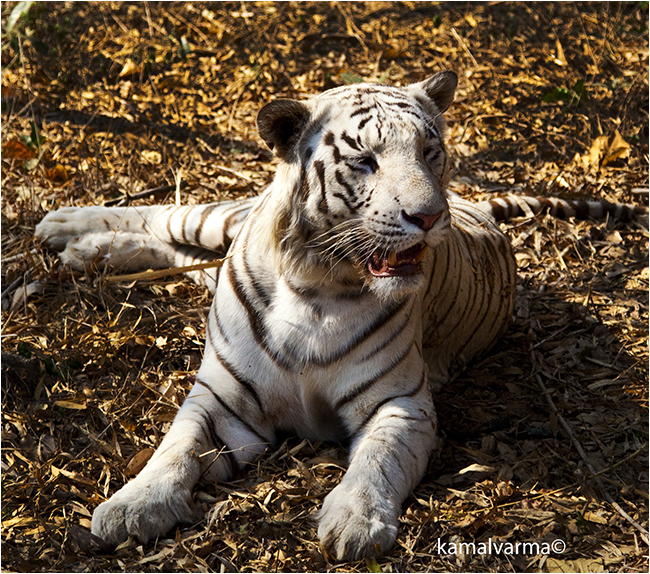 Tiger in Bannerghatta National Park by Kamal Varma ©