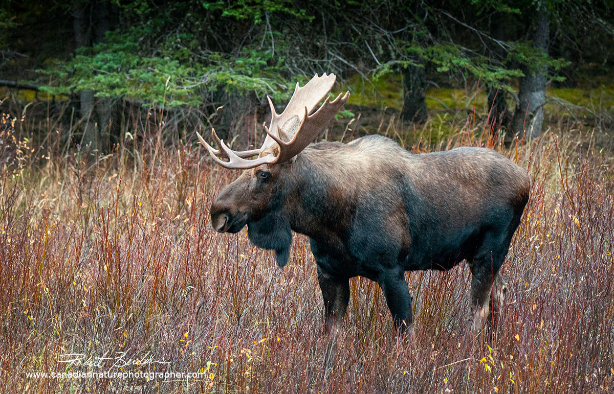 Bull moose  Robert Berdan ©