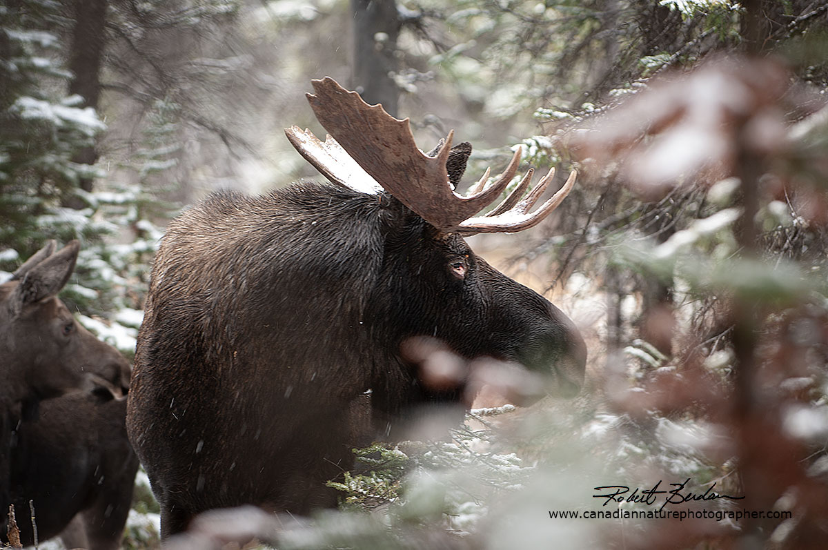 Bull moose in the bush with a female by Robert Berdan ©