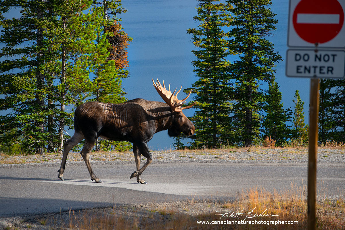 Bull moose walking down a one way road with the lower Kananaskis lake in the background by Robert Berdan ©