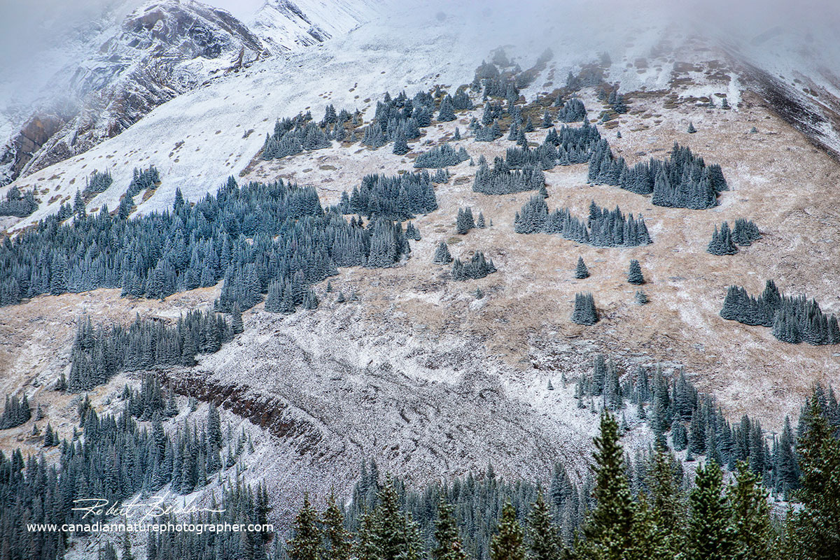 Alpine area around Highwood Pass  by Robert Berdan ©