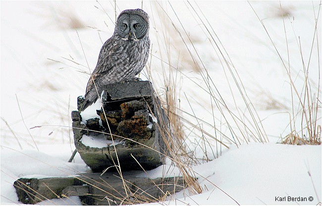 Great Gray Owl on log in winter by Karl Berdan ©