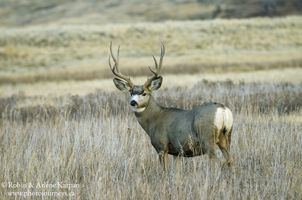 Mule deer by Robin and Arlene Karpan ©
