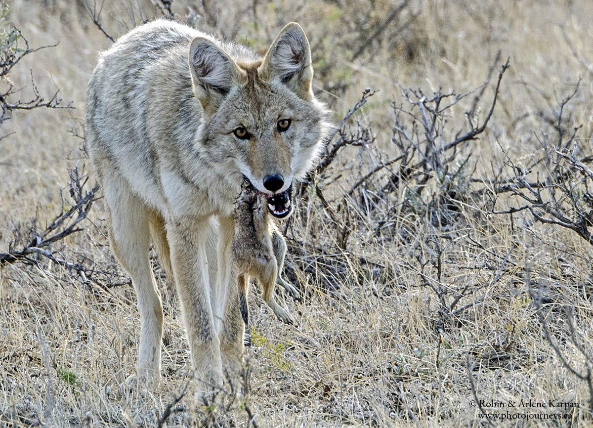 Coyote by Robin and Arlene Karpan ©