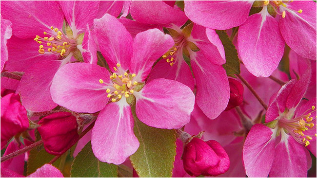 Pink Spires, Siberian Crab apple blossums by Robert Berdan ©