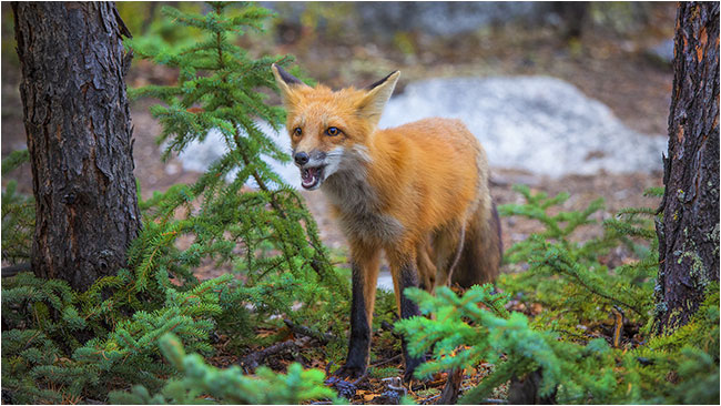 Red Fox, Prelude Territorial Park, NT by Robert  Berdan ©