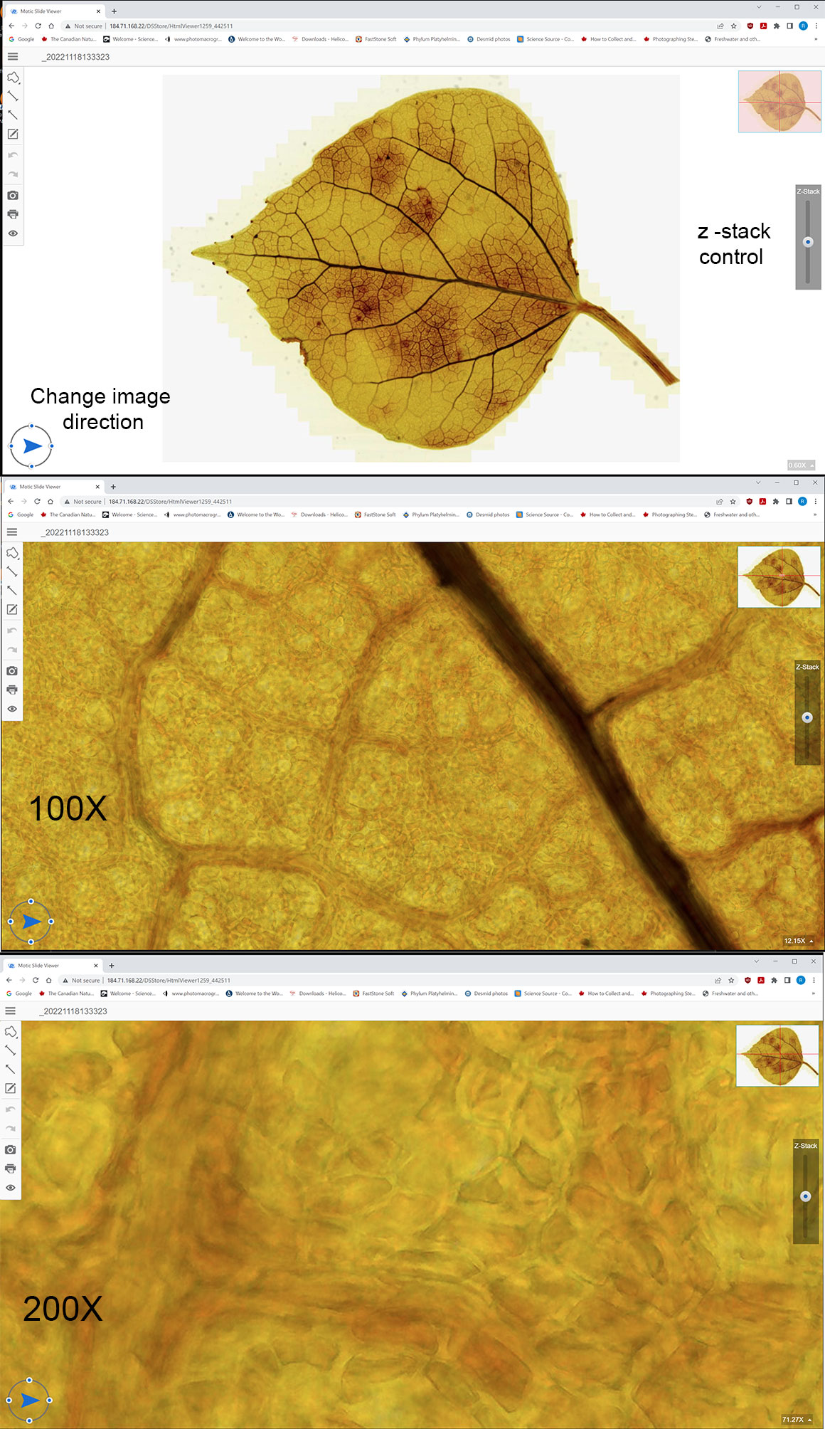 Screen capture of Aspen Leaf with the Motic Easy Scan 