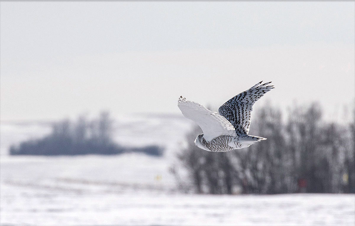 Snowy owl in flight East of Calgary