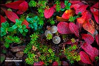 Lichen and mushrooms on tundra, NT by Robert Berdan