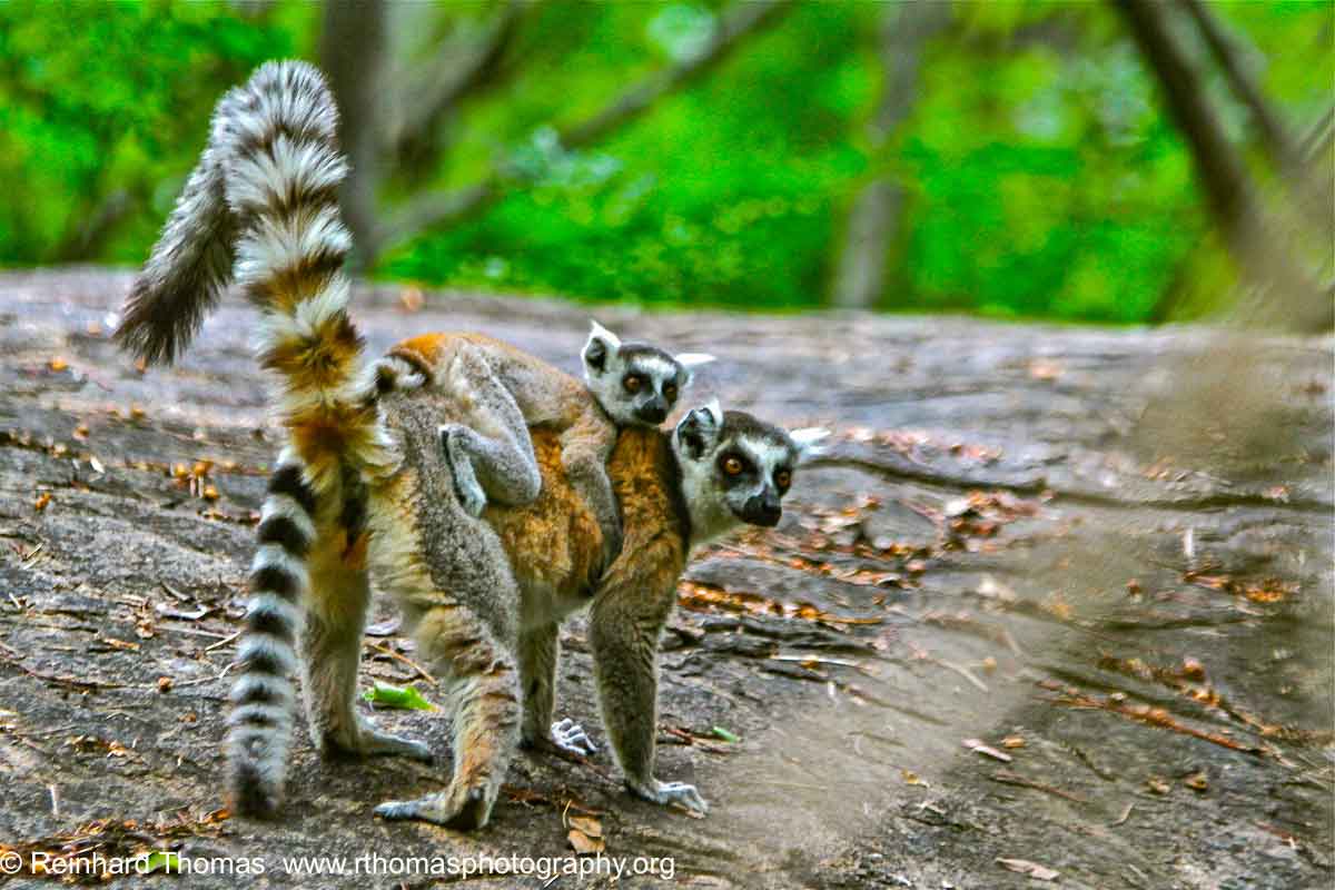 Lemur Madagascar by Reinhard Thomas ©