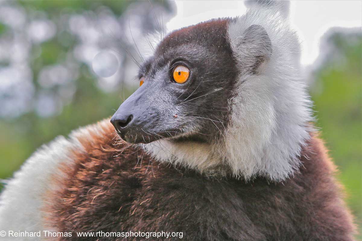 Lemur by Reinhard Thomas ©